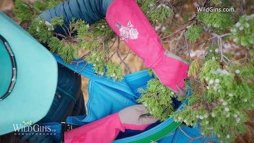 Foraging Texas junipers for WildGins spirits